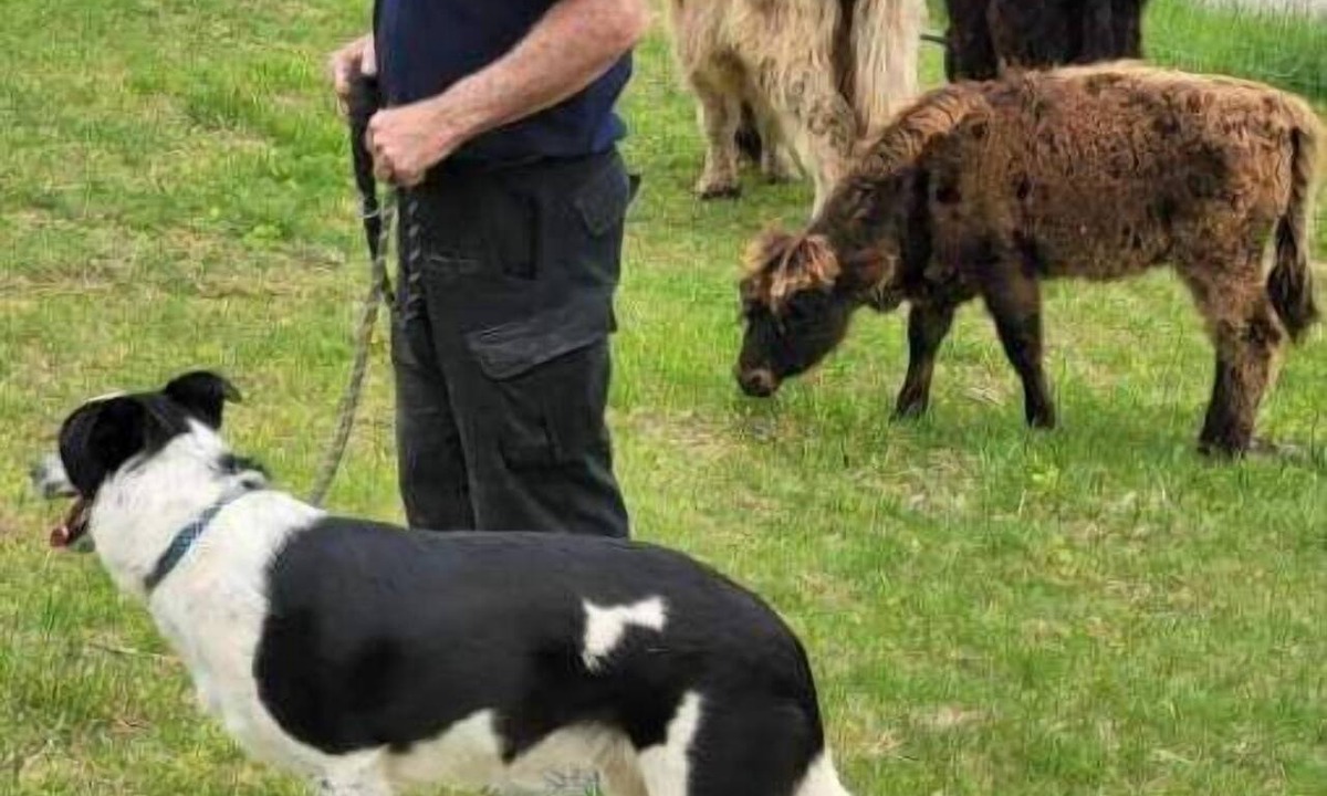 Freedom RV Rental | Celtic Glen Farm Stay - Shadow Of The Henge