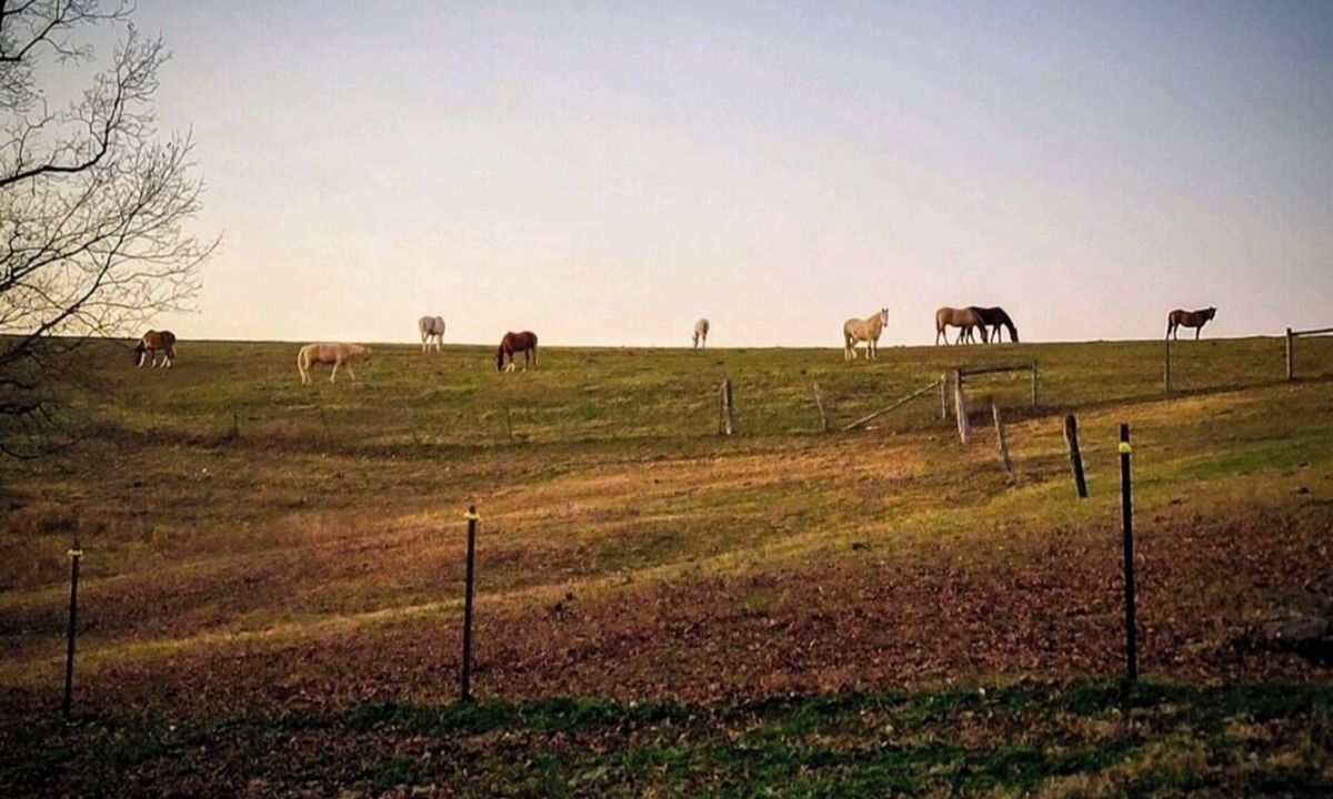 Cub Run House | The Bunkhouse @Dragonfly Ranch is made to make you feel like home away from home