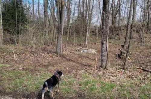 Freedom RV Rental | Celtic Glen Farm Stay - Shadow of hedge H