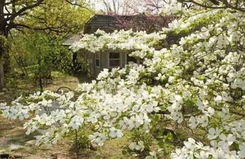 Eureka Springs Cabin | Mountain Top Eureka Springs Cabin with Full Glass Front Best Views in Eureka
