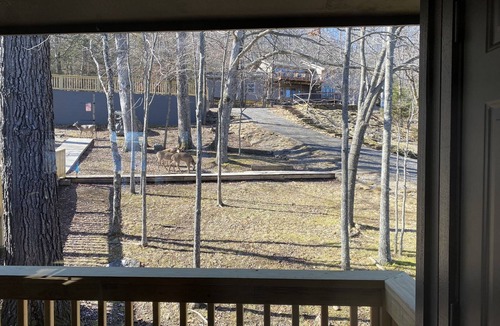 Lost Bridge Village Cabin | Water's Edge - literally ON Beaver Lake!