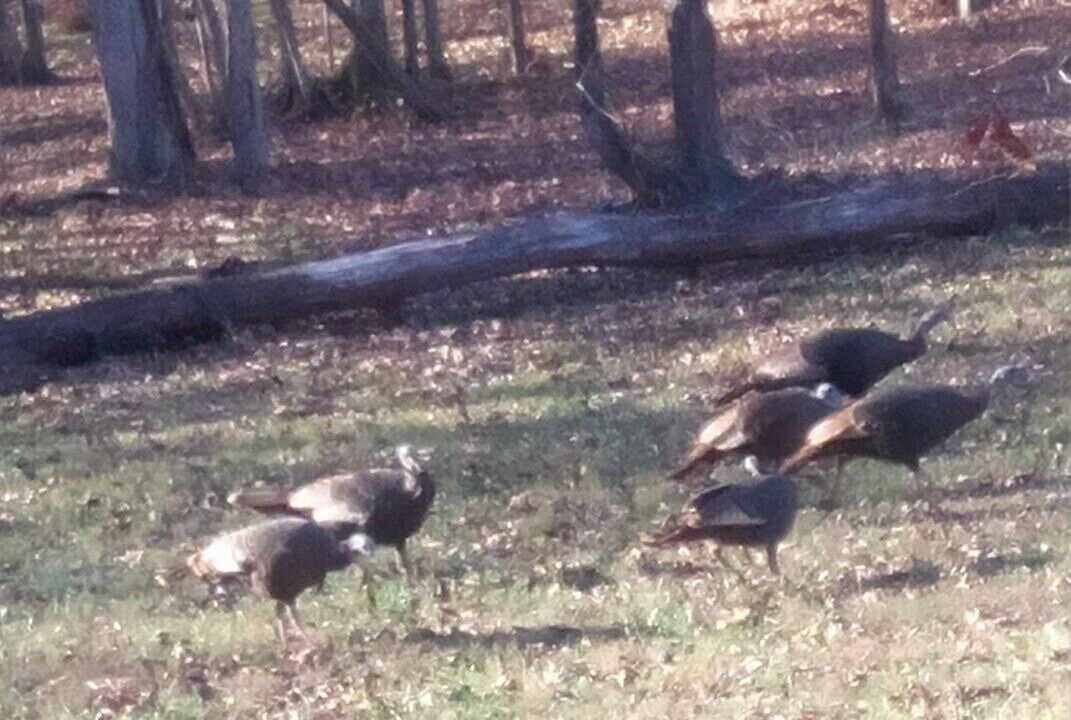 Photo of Others in Linden
