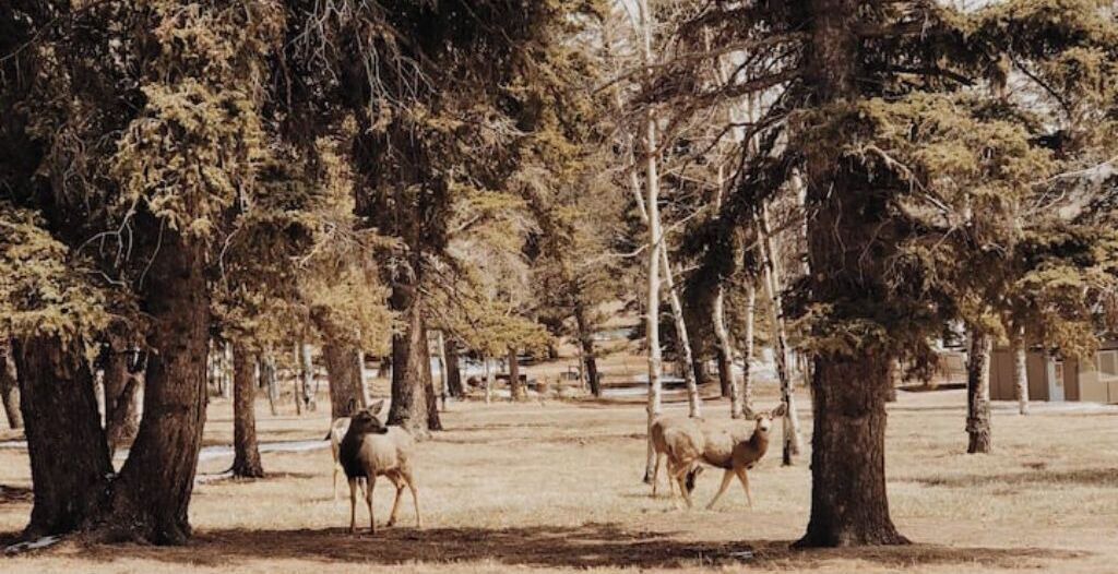 Photo of Outdoor in Divide