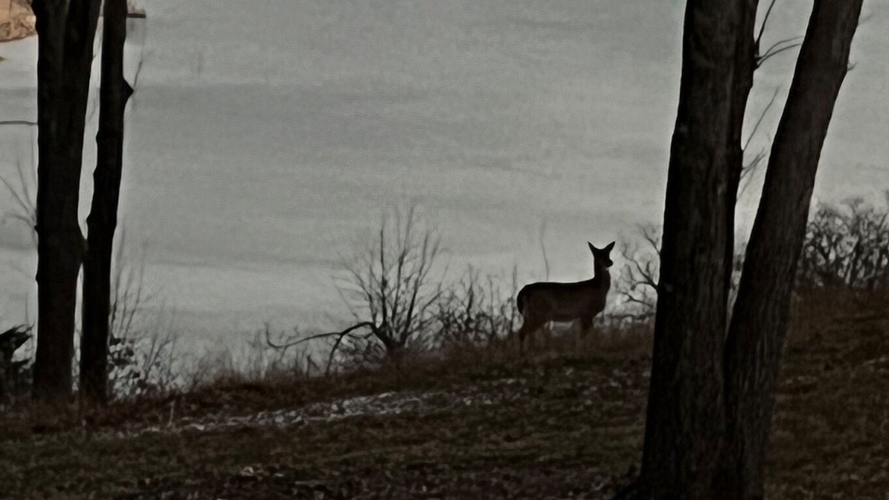 Photo of Others in Sylvan Shores