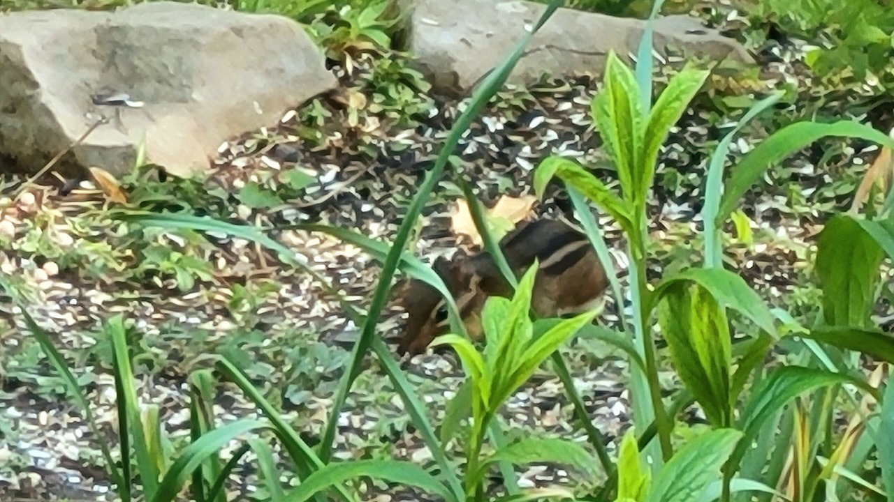 Photo of Outdoor in Wilder