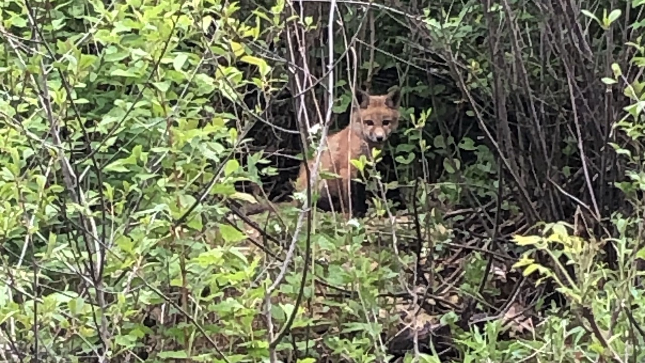 Photo of Others in Coon Valley