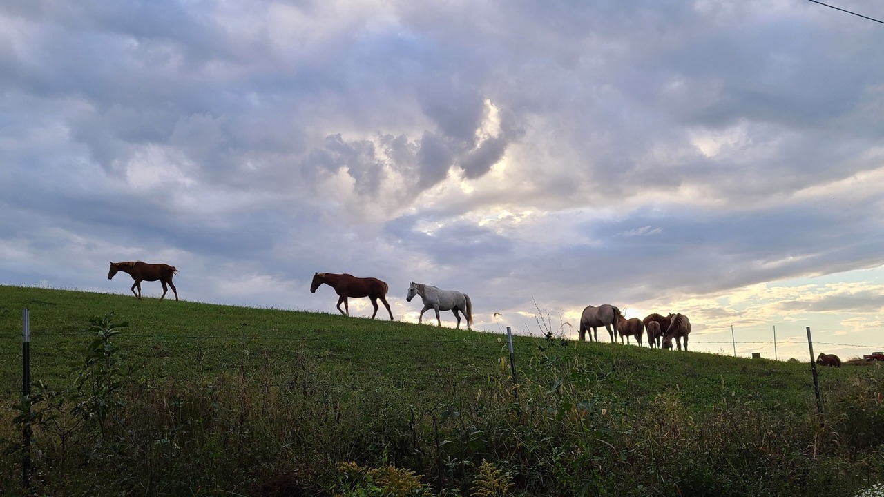 Photo of Outdoor in Cub Run