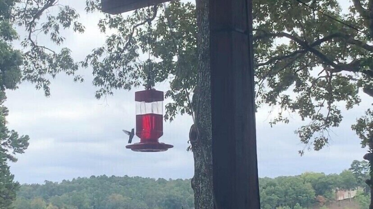 Photo of Others in Piney