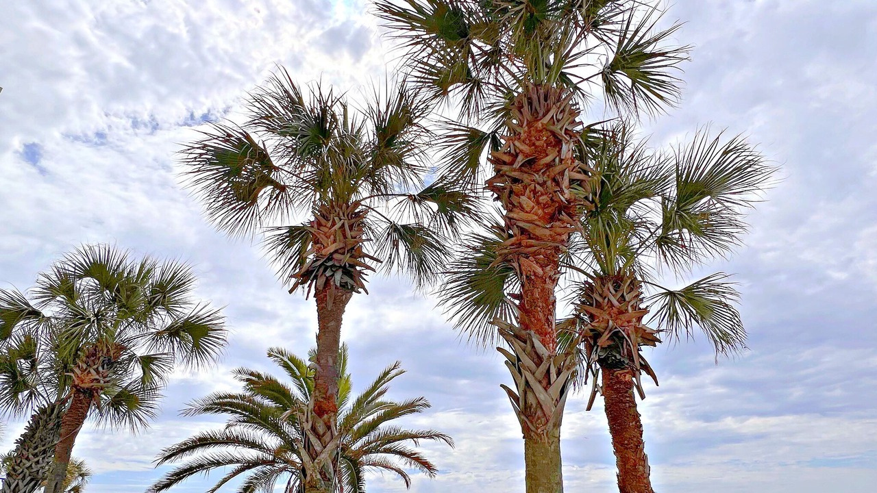 Photo of Outdoor in Gulf Shores