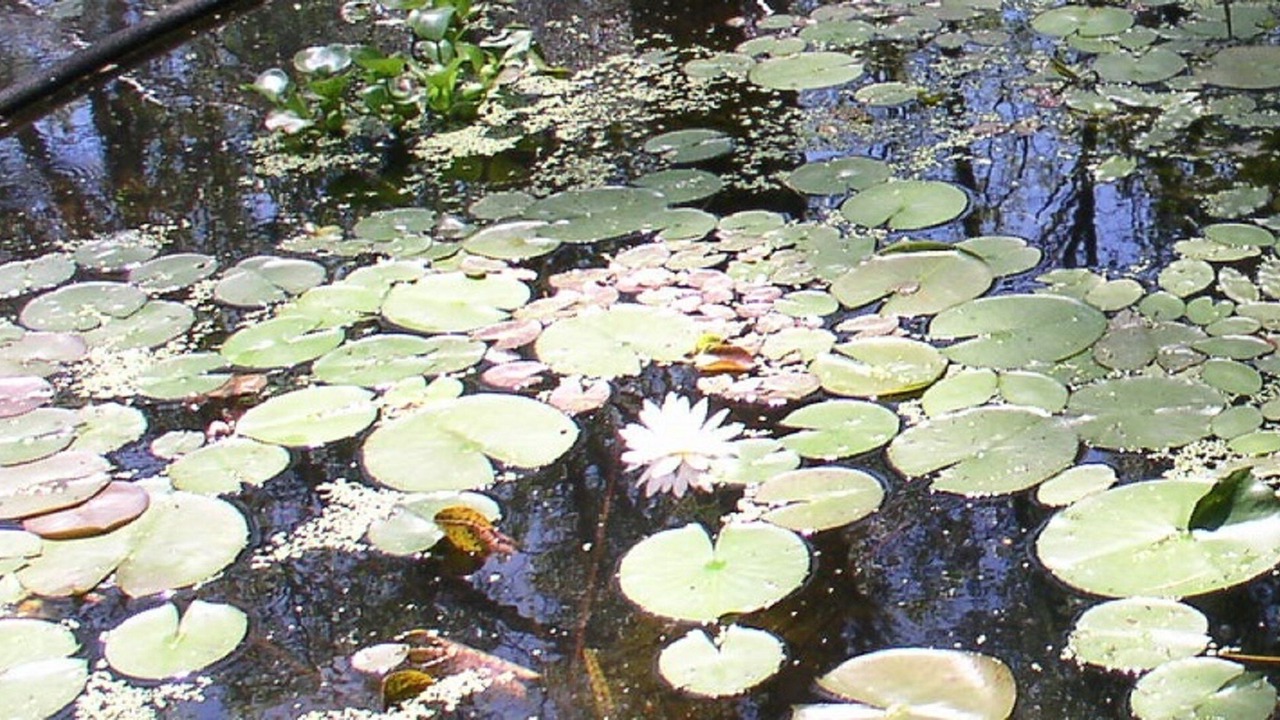 Photo of Others in Friendship