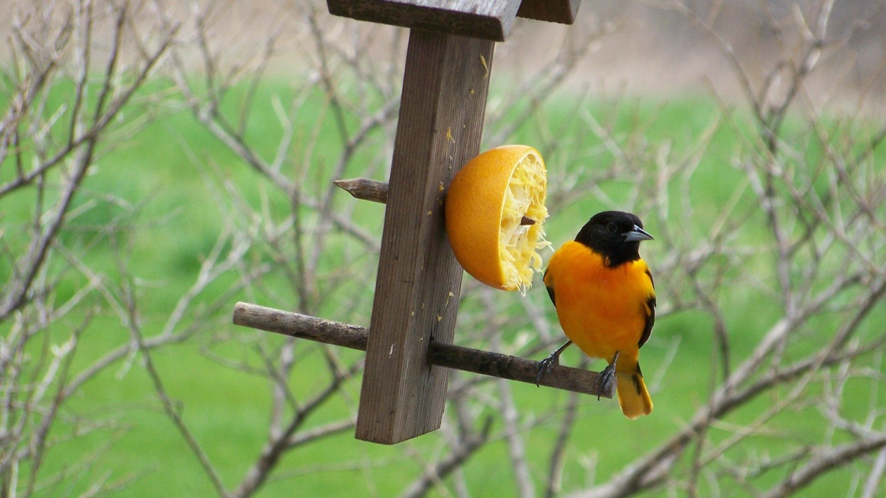 Photo of Others in Viroqua