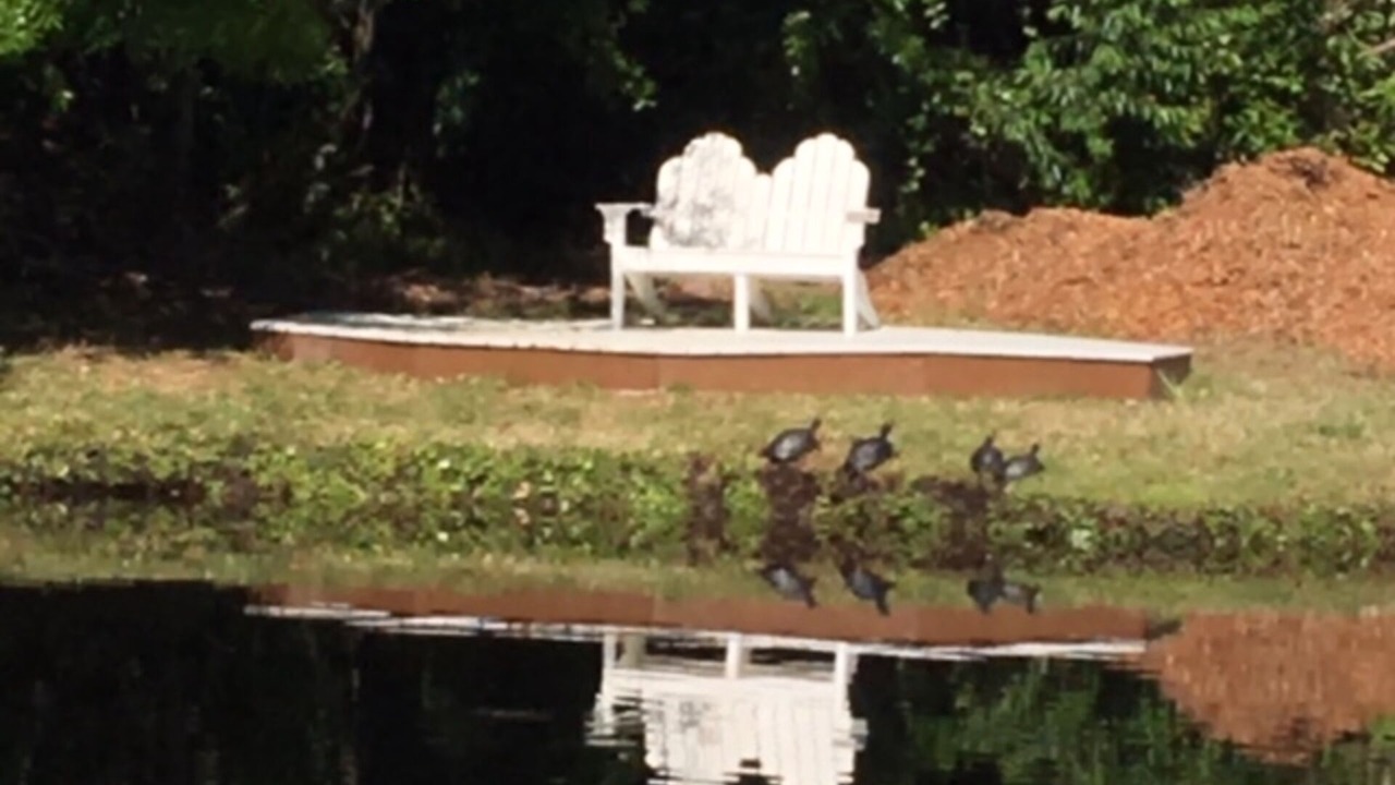 Photo of Others in Saint Simons Island