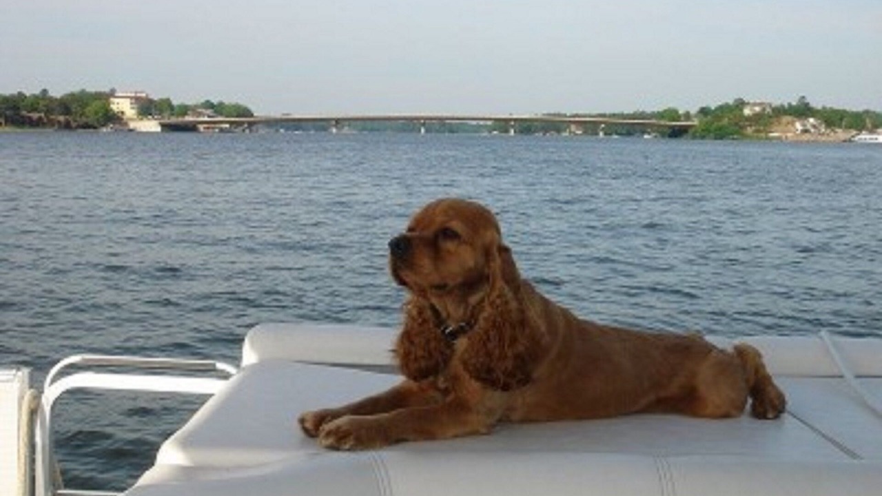 Photo of Others in Lake Hamilton