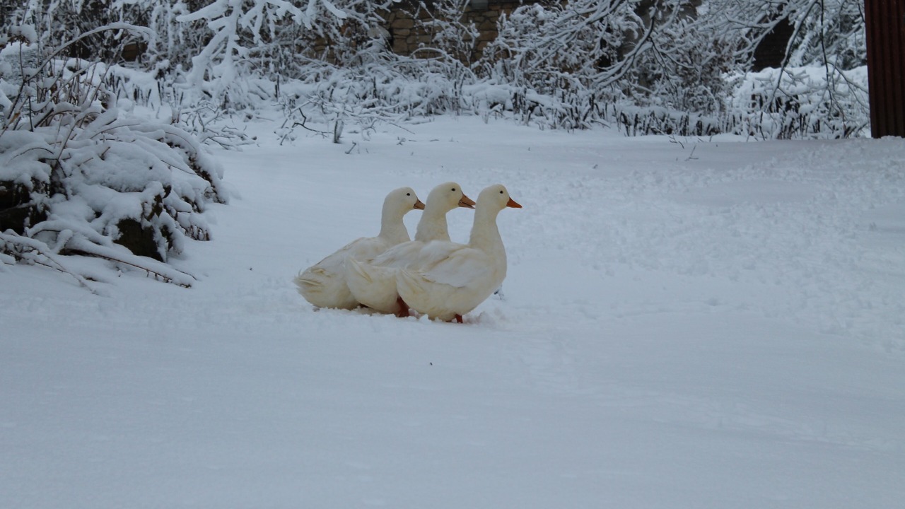 Photo of Others in Westby
