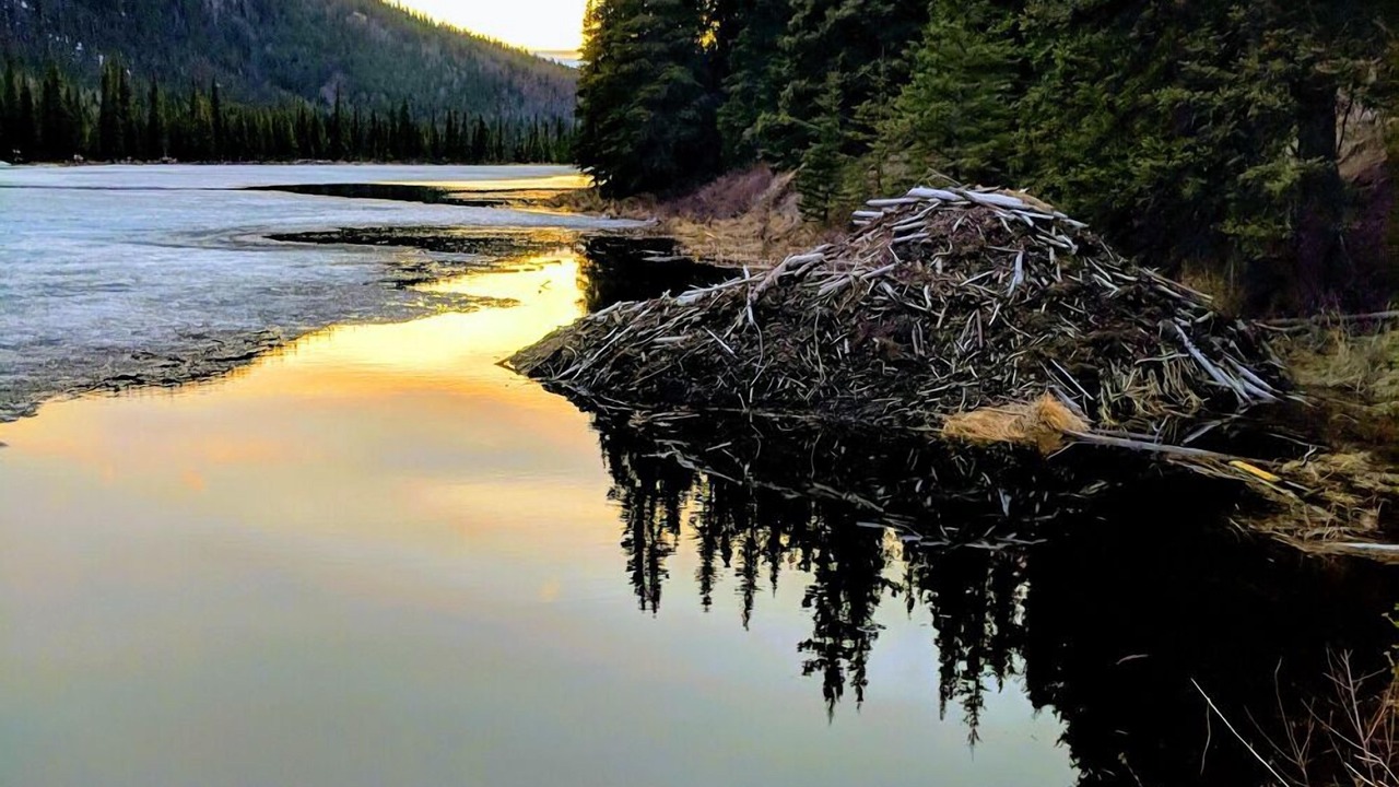 Photo of Outdoor in Healy
