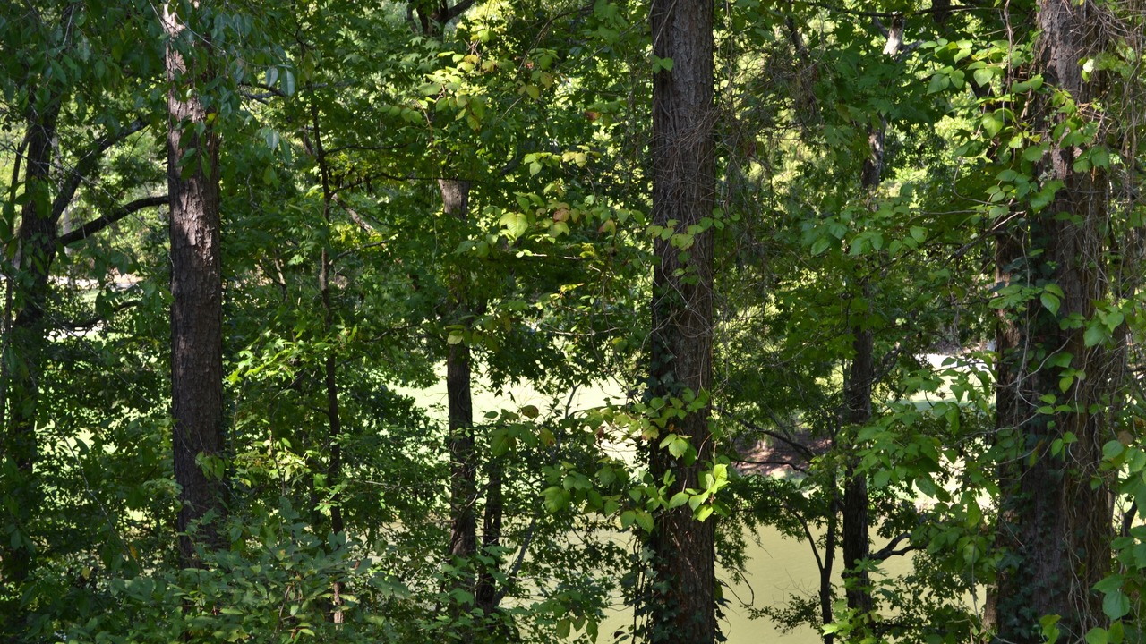 Photo of Others in Hot Springs Village