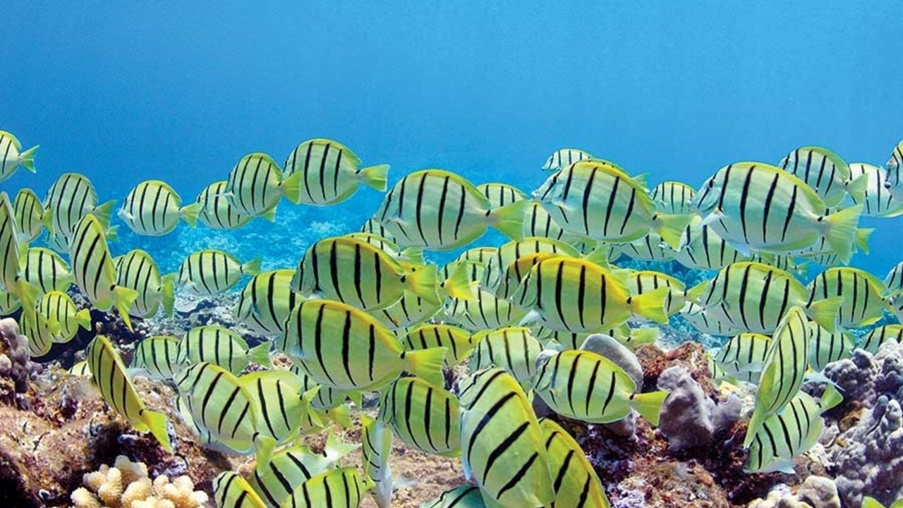 Photo of Others in Kaanapali