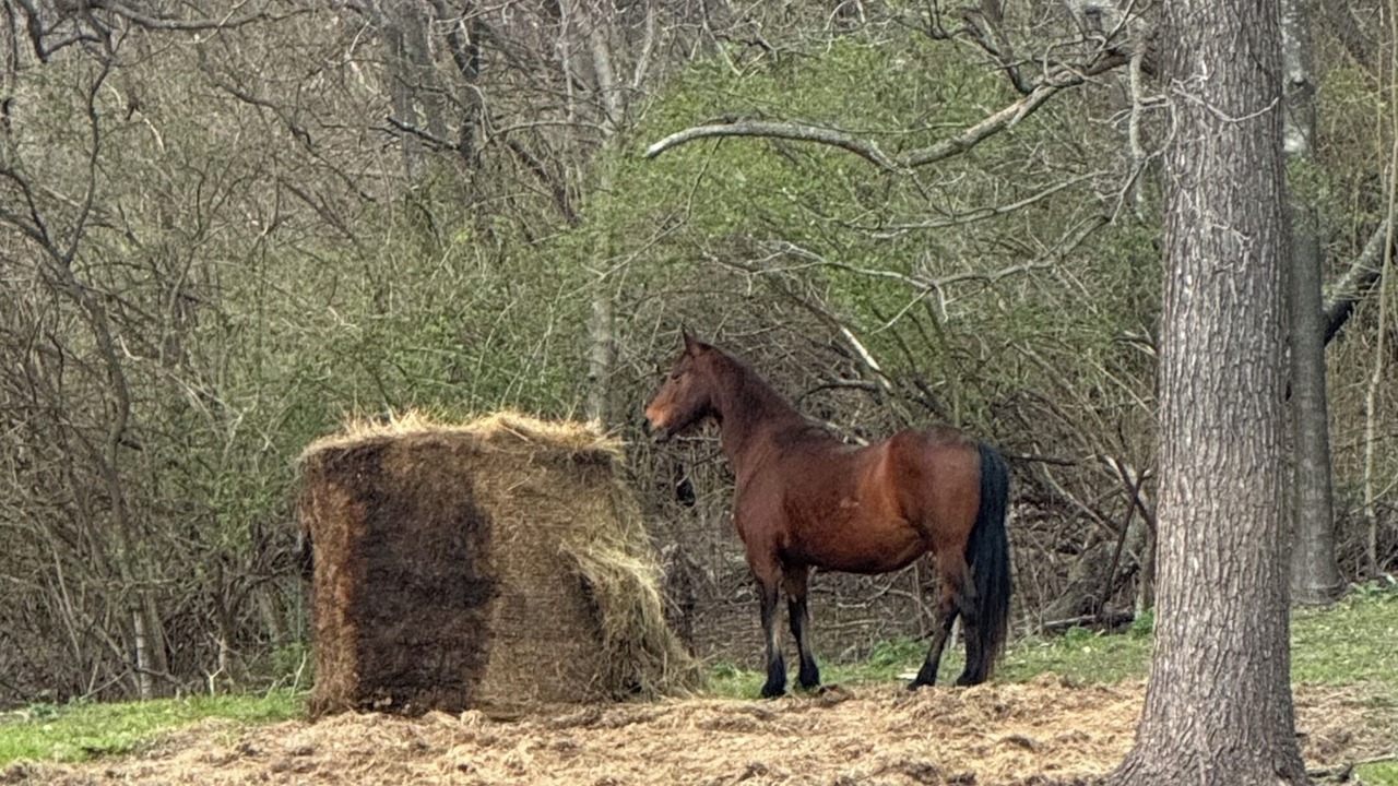 Photo of Others in Pike County