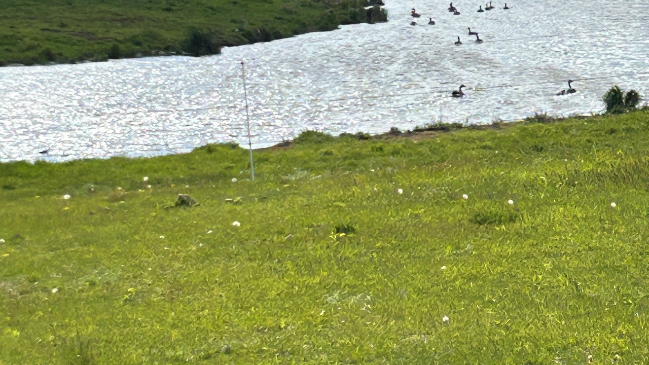 Photo of Others in Marshland