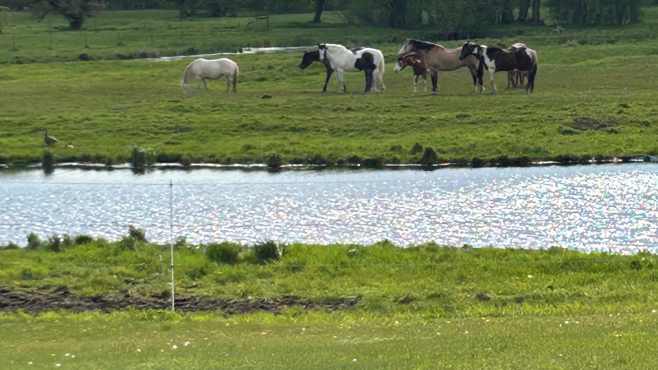 Photo of Others in Marshland