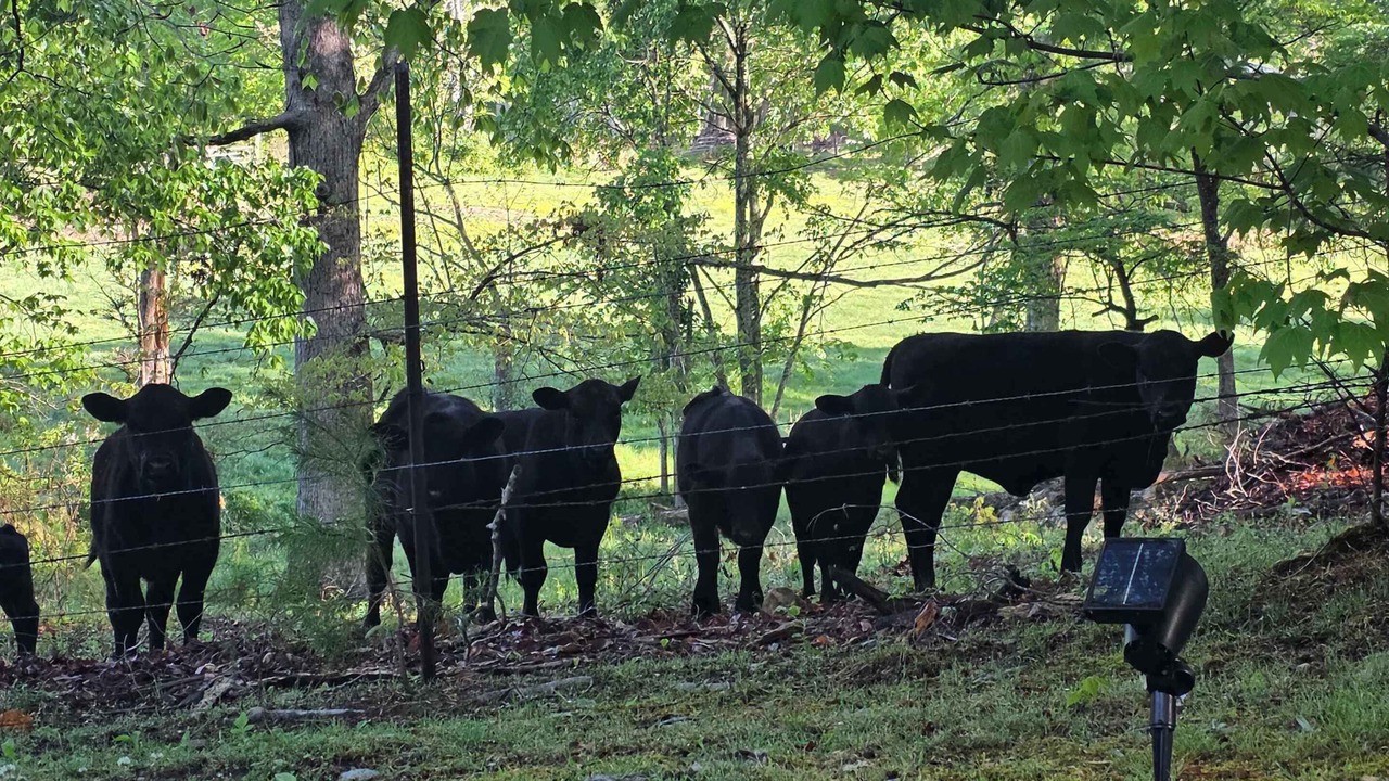 Photo of Others in Sevierville