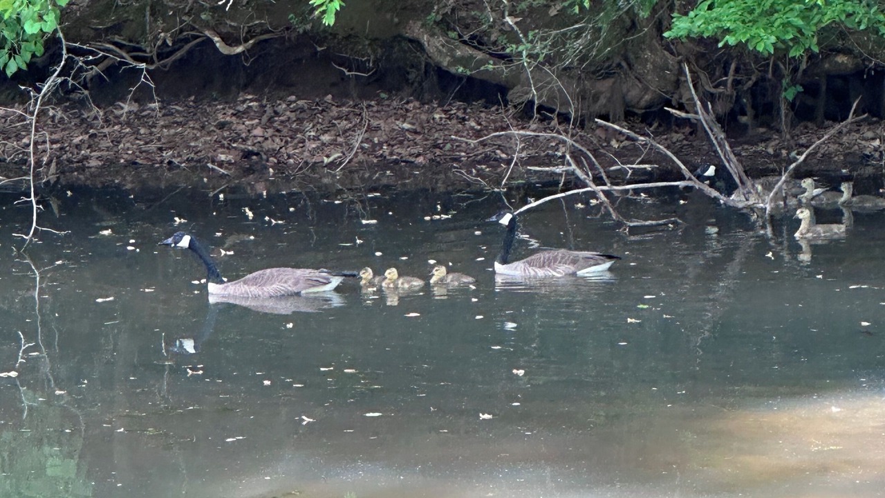 Photo of Others in Ashley Oaks