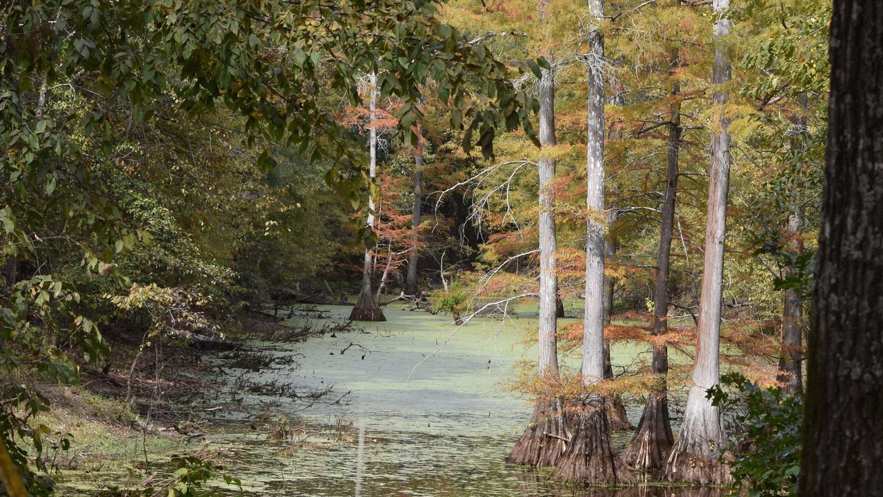 Photo of Others in Yorktown