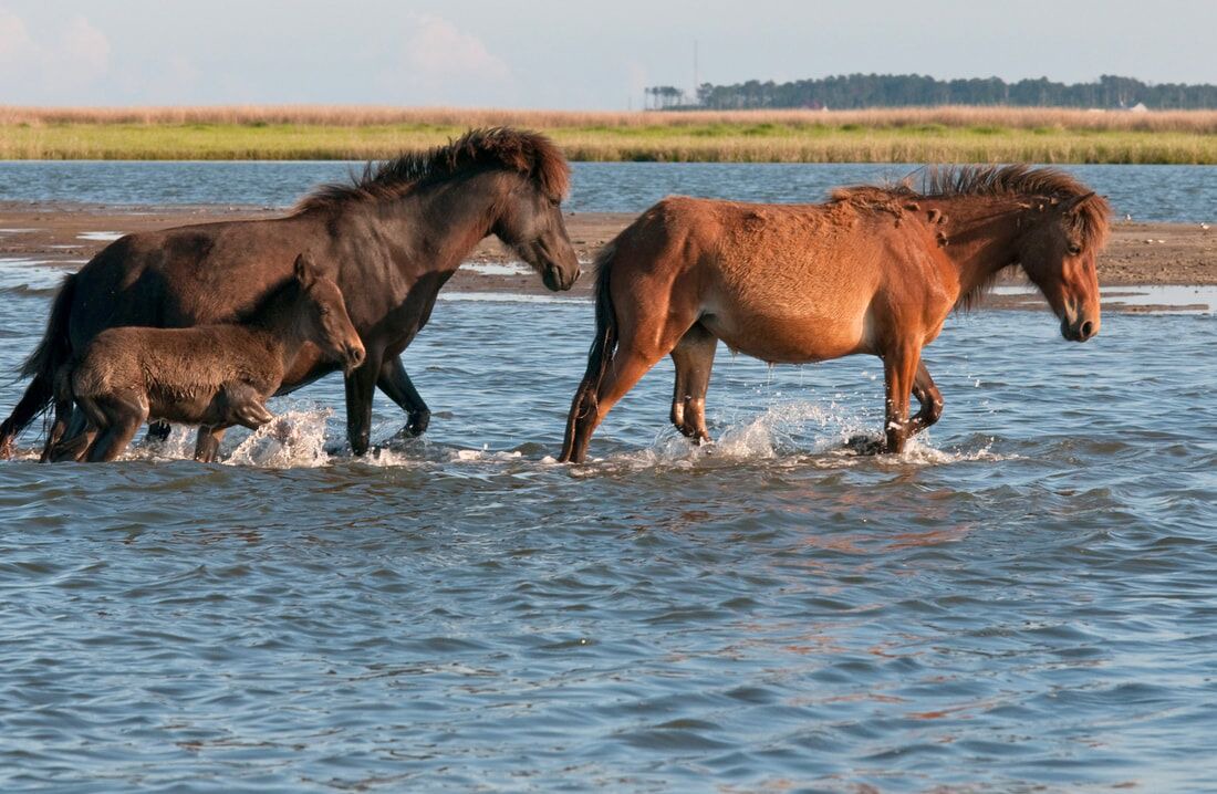 Photo of Others in Cedar Island