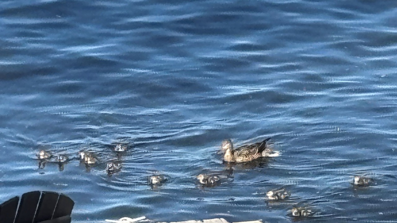 Photo of Others in Chetek
